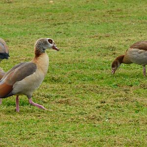 DSC 0582 Nilgänse am Niederrhein.