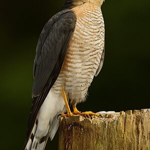 70939