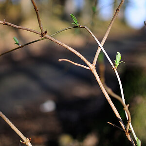 DOF MOL 0265 343