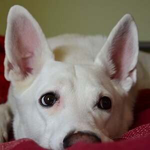 Jack