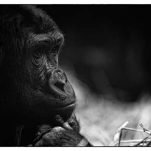 ZooDSC 0211