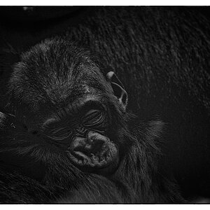 ZooDSC 8341