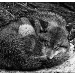 ZooDSC 8345
