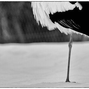 ZooDSC 8355