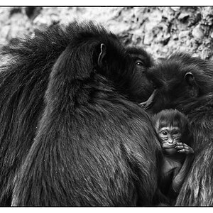 ZooDSC 8357