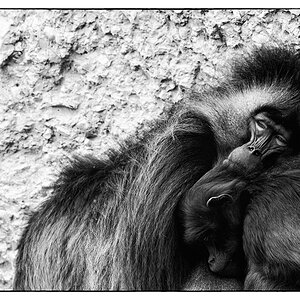 ZooDSC 8358