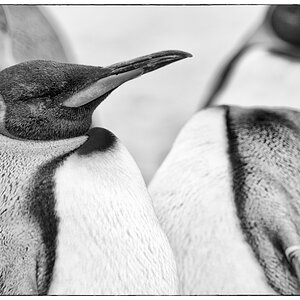 ZooDSC 8362