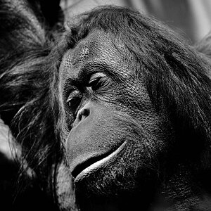 orang
