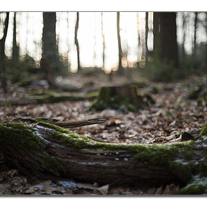waldeffekt1