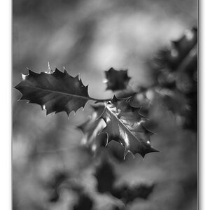 distel sw