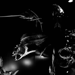 NHM Fisch 2
