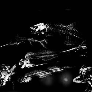 NHM Fisch 1
