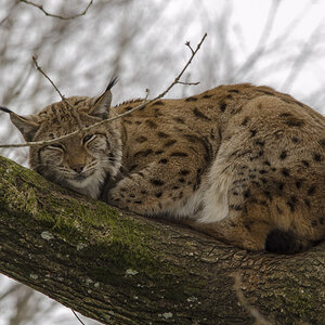 Luchs im Tierpark LAngnau am ALbis