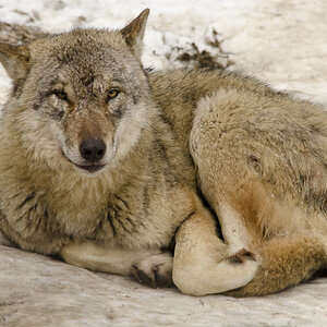 Wolf im Tierpark Langnau am Albis