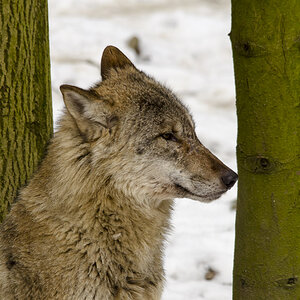 Wolf Nummer 2