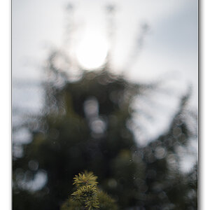 Taxus1