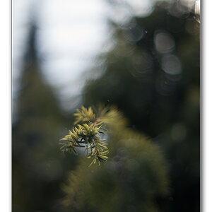 Taxus2