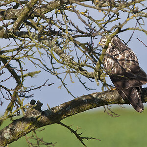 bussard 2012 1