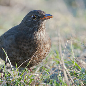 amsel 2013 1