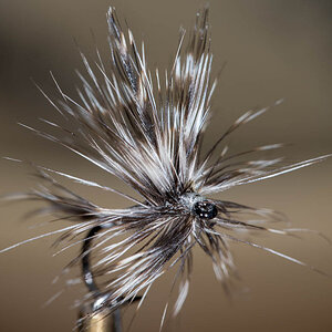 Mosquito