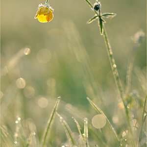 Wiesenimpression