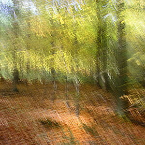 Junger Wald