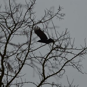 Krähe im Baum