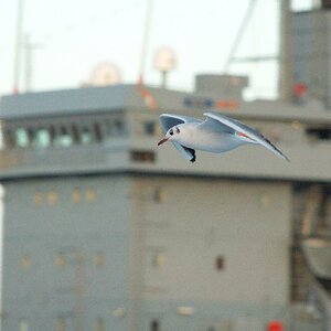 Marine-Möwe