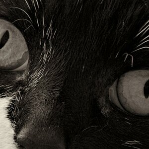 Katzenaugen bw1