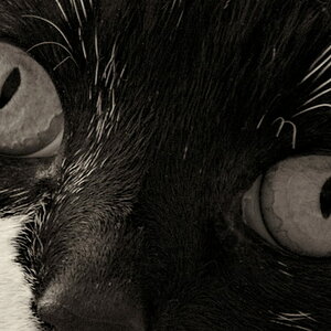 Katzenaugen