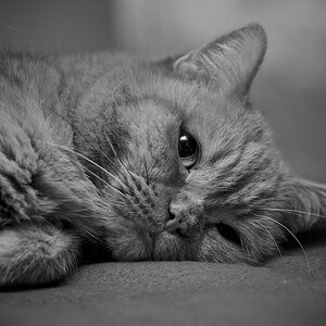 To sleep, or not to sleep