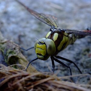 0051