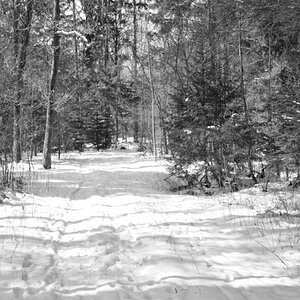 Wald in SW