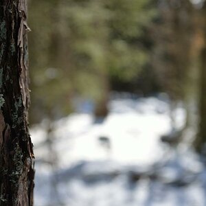 Wald