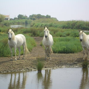 Camargue Pferde