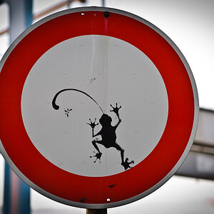 Schildfrosch