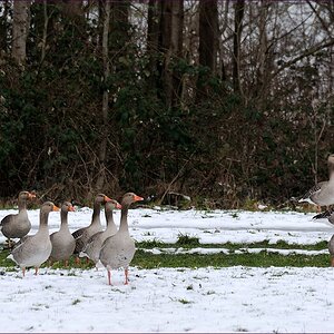 comp DSC 1590