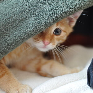 cb 110901 0010 cat nff