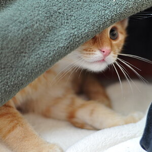 cb 110901 0020 cat nff