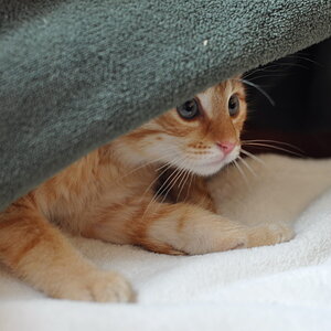 cb 110901 0022 cat nff