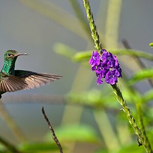 Rufous tailed Hummingbird