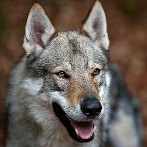 Wolf Hound