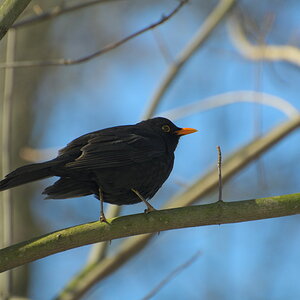 Bilder 02 03 13 001 1