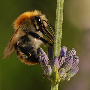 2008 06 Ackerhummel 001