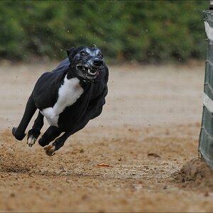 comp Windhund Okt 0294