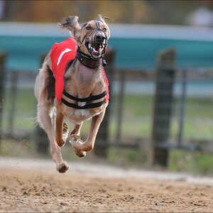 comp Windhund Okt 0593