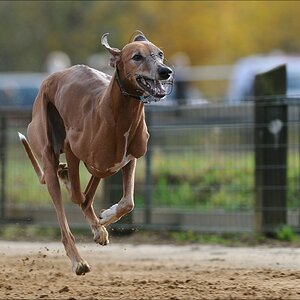 comp Windhund Okt 0636