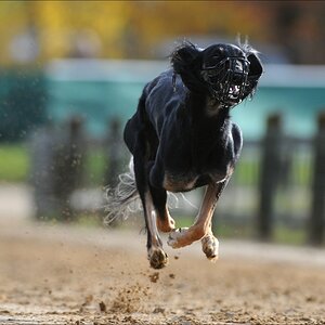 comp Windhund Okt 0708