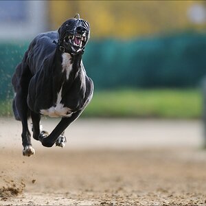 comp Windhund Okt 0729