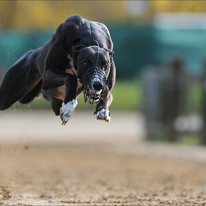 comp Windhund Okt 0730